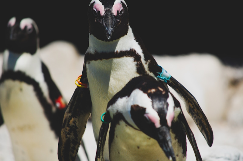 Port Elizabeth pinguïns