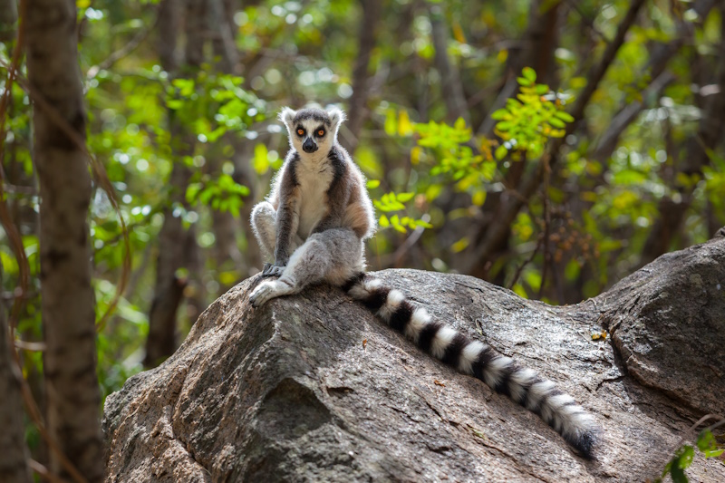 Madagascar Ranomafana National Park