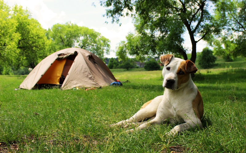 Kamperen hond camping