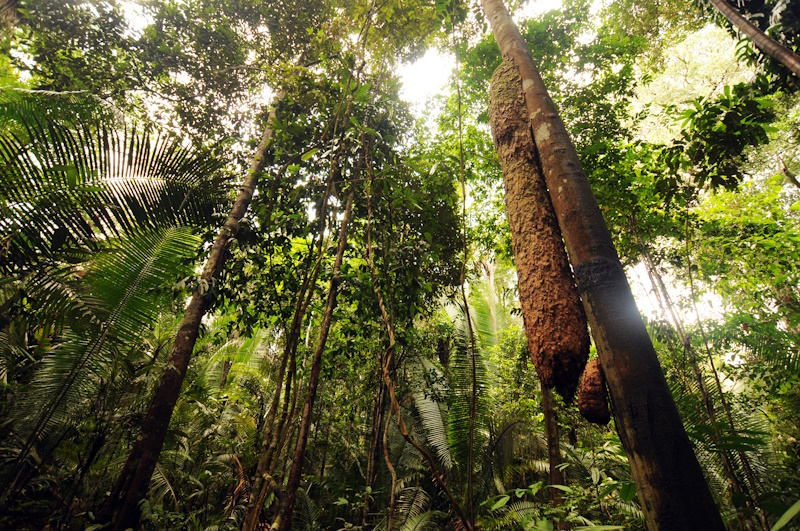 Manaus jungle
