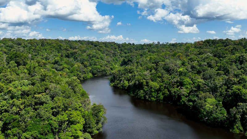Manaus regenwoud