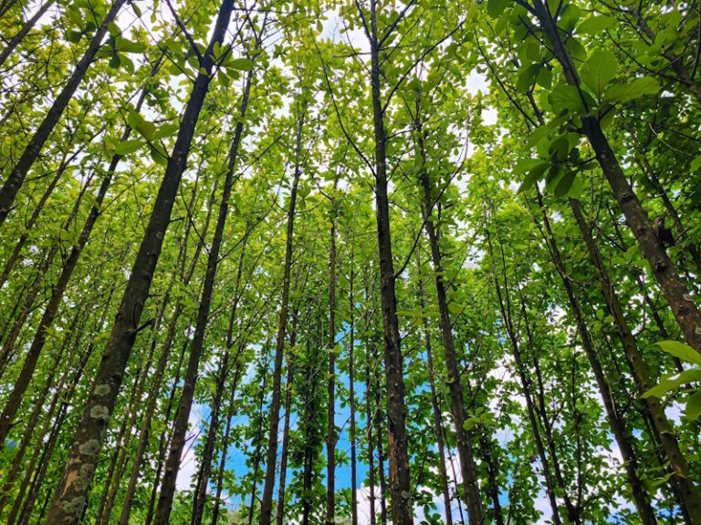 Wat te doen in Bandung: 10 tips! | Wereldreizigersclub