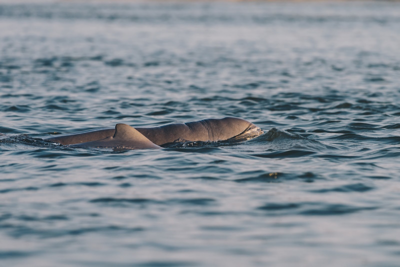 Cambodja Kratie dolfijn