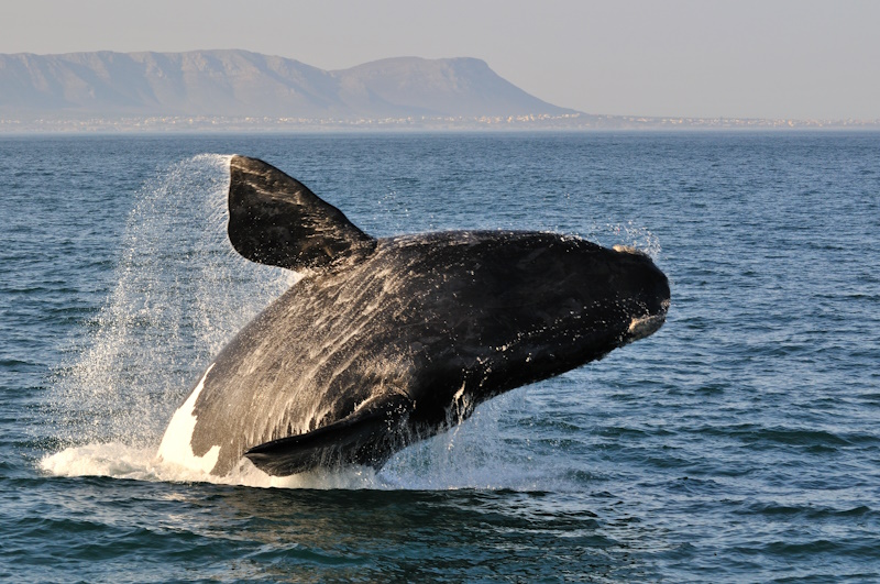 Hermanus walvis