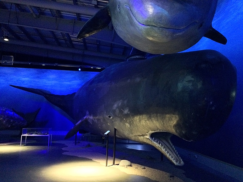 Whales of Iceland in Reykjavik