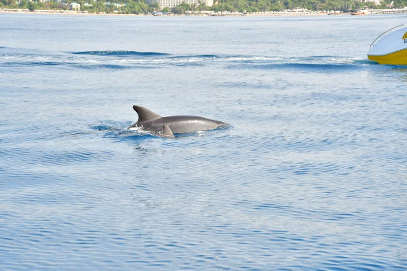 Side dolfijnen spotten