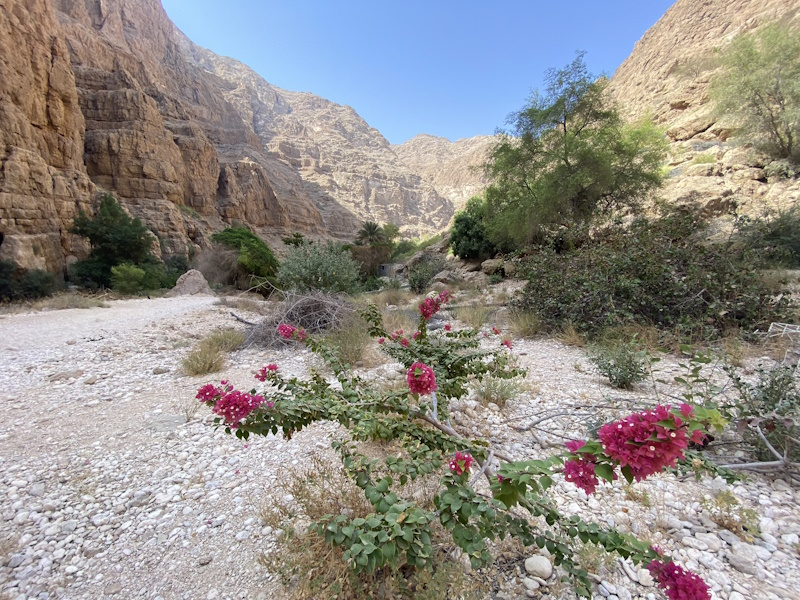 Wadi Shab bloemen
