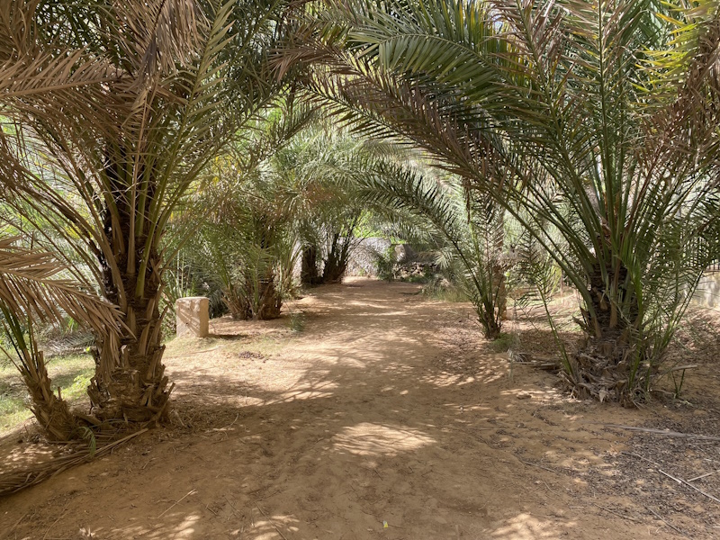 Wadi Shab palmbomen