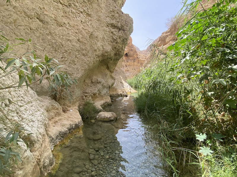 Wadi Shab planten