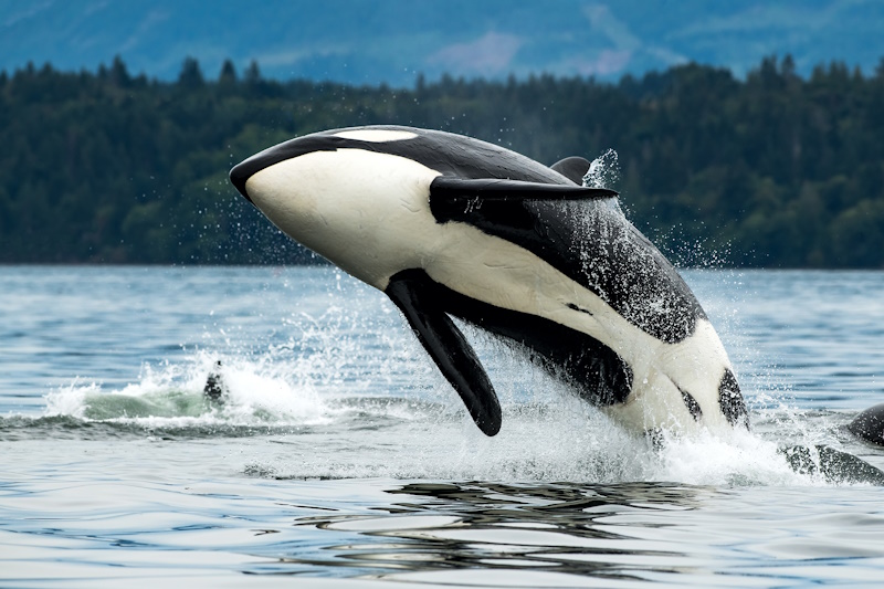 Vancouver walvis spotten