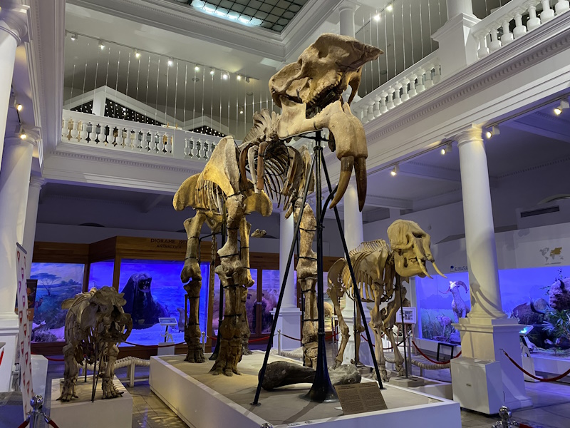 Skelet Natuurhistorisch Museum Boekarest