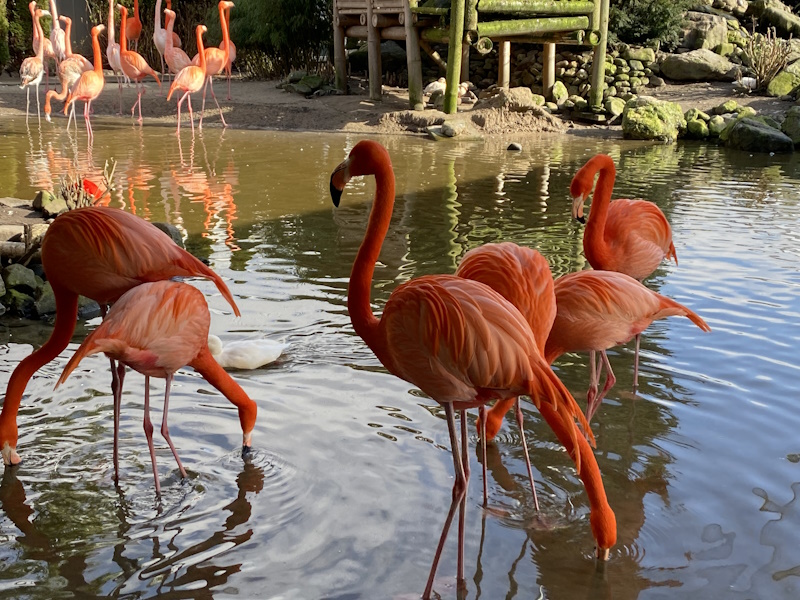 Flevoland Pantropica flamingo's