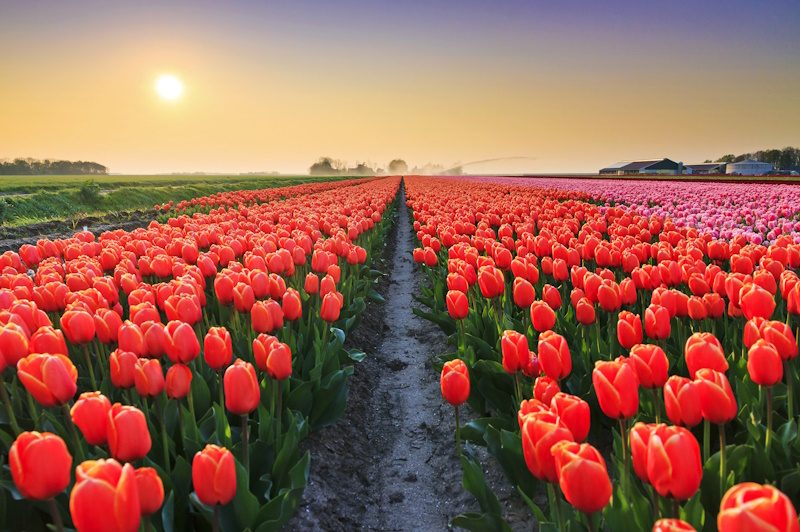 Flevoland tulpen