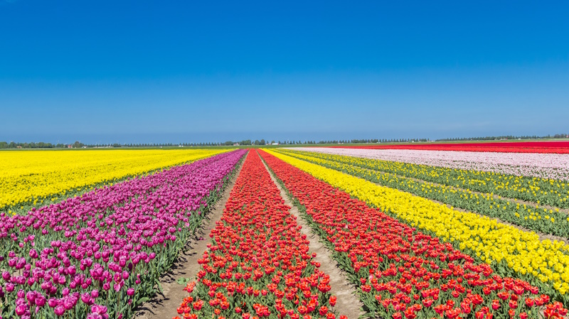 Flevoland tulpenvelden