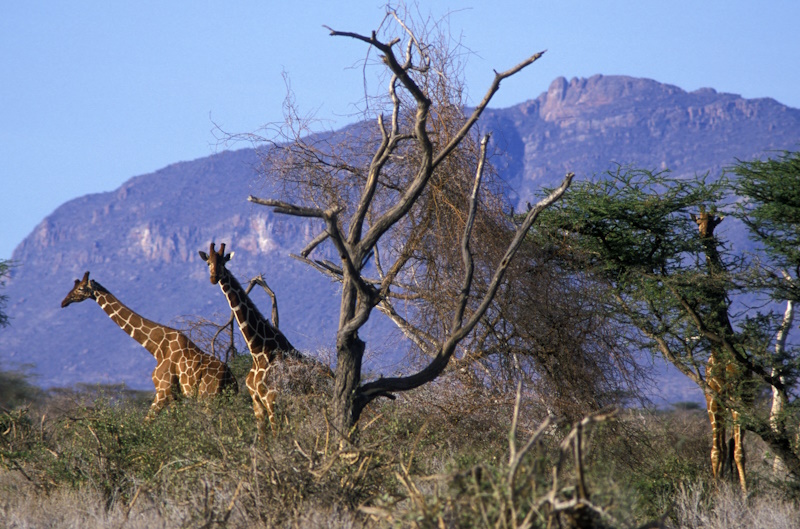 Kenia Shaba National Reserve