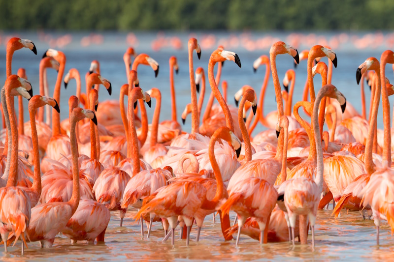 Merida Celestun reservaat flamingo's