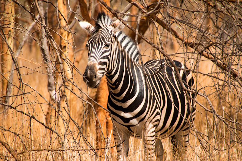 Zebra in wildreservaat Bandia Senegal