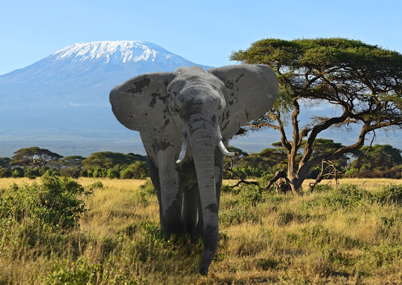 Kenia Amboseli National Park olifant