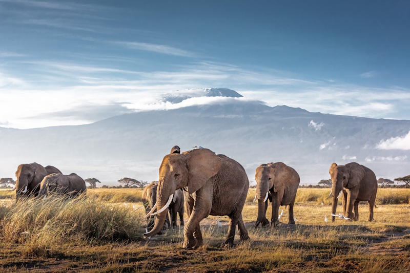 Kenia Amboseli National Park