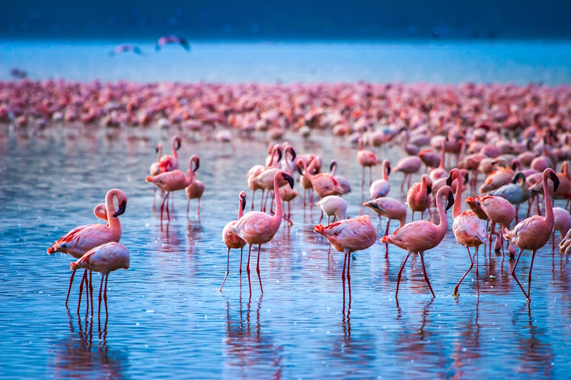 Kenia Lake Nakuru National Park