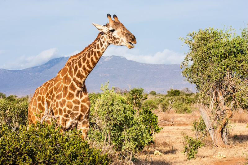 Kenia Tsavo East National Park giraf