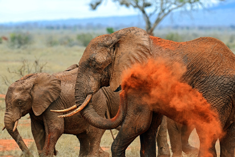 Kenia Tsavo East National Park olifanten