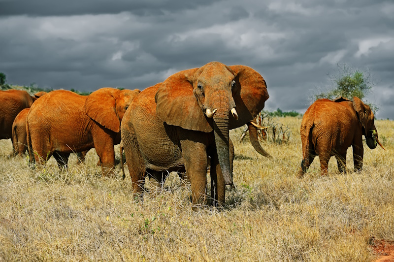 Kenia Tsavo East National Park