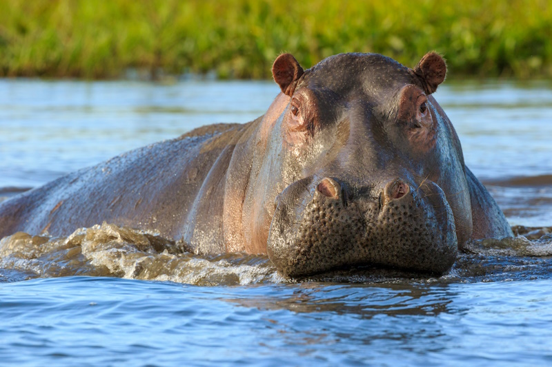 Malawi Liwonde National Park nijlpaard