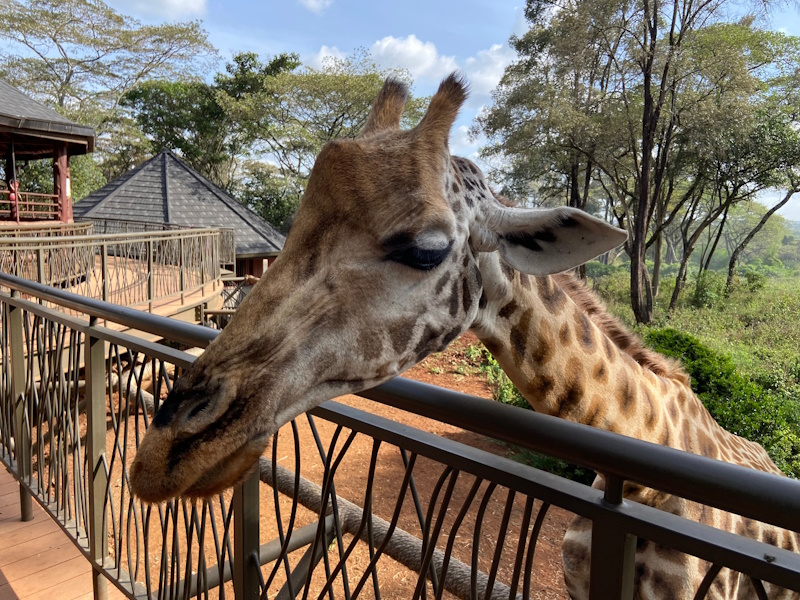 Nairobi giraffencentrum