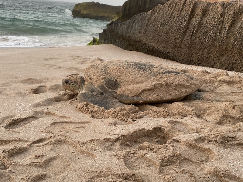Oman Ras Al Jinz Turtle Reserve
