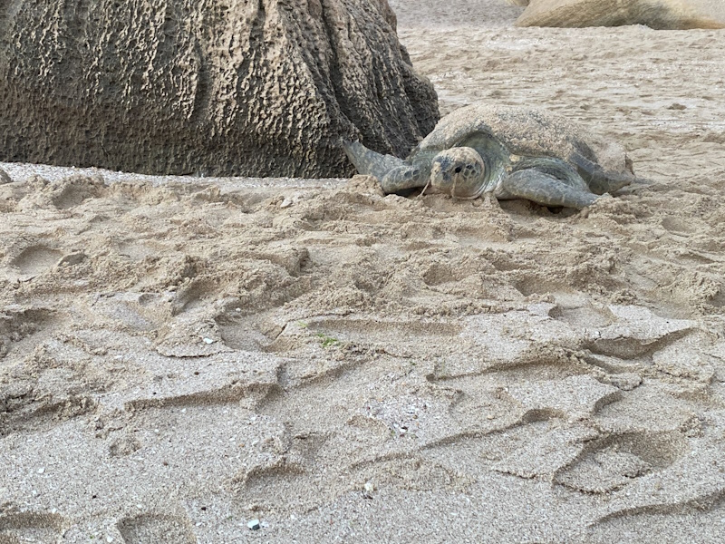 Ras Al Jinz Turtle Reserve schildpad kruipen