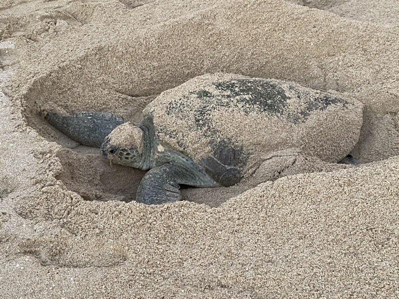 Ras Al Jinz Turtle Reserve schildpad kuil