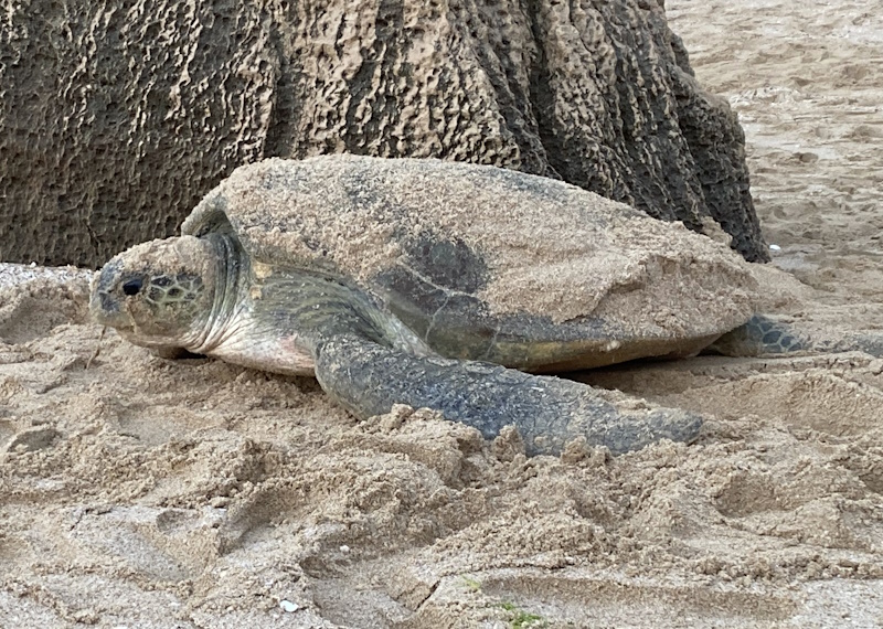 Ras Al Jinz Turtle Reserve schildpad strand