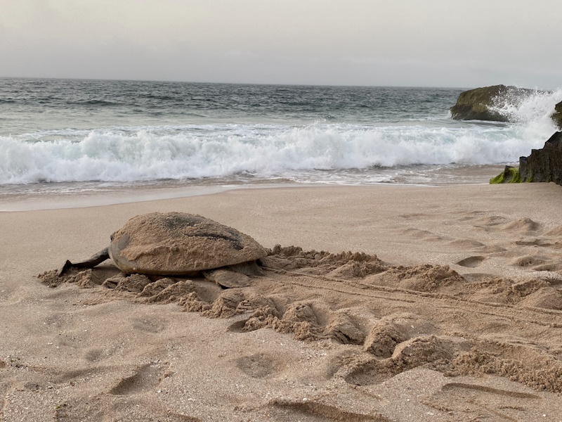 Ras Al Jinz Turtle Reserve schildpad zee