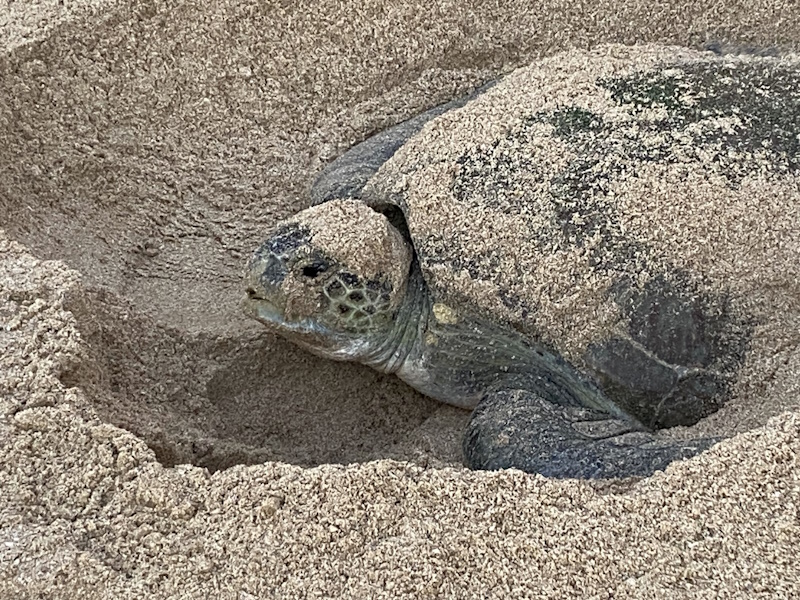 Ras Al Jinz Turtle Reserve schildpad