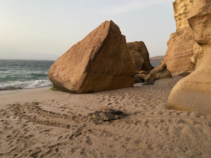 Ras Al Jinz Turtle Reserve schildpadden spotten