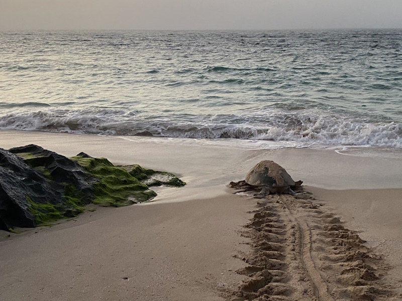 Ras Al Jinz Turtle Reserve schildpadden