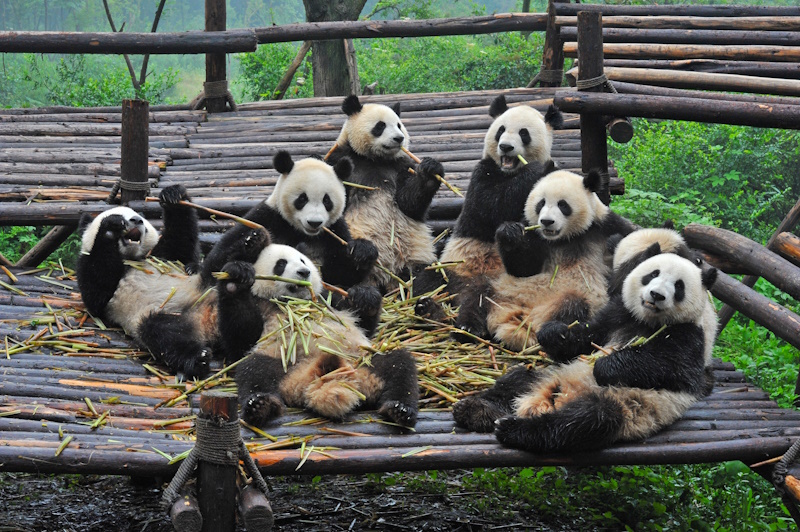 Chengdu pandareservaat