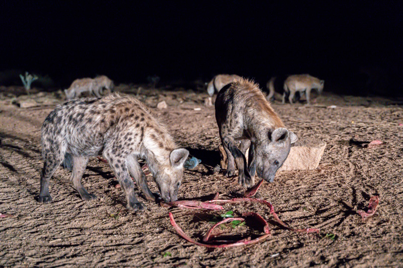 Ethiopië Harar hyena's