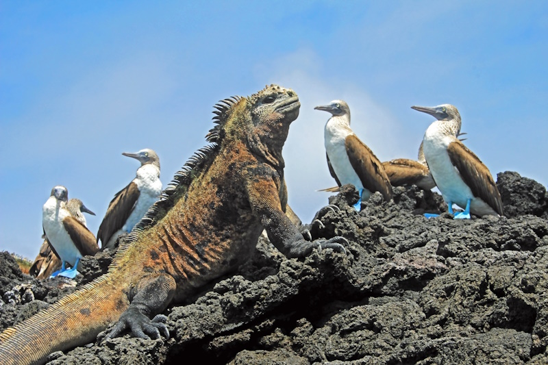 Galapagos eilanden leguaan