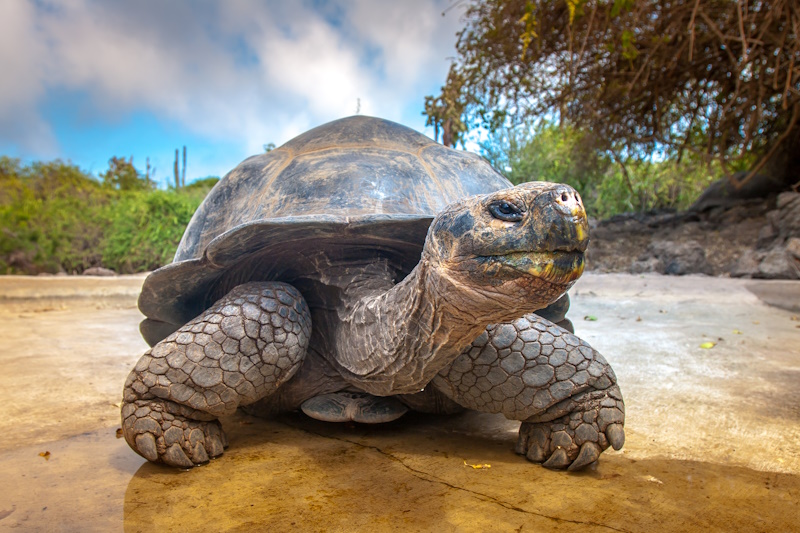 Galapagos eilanden reuzenschildpad