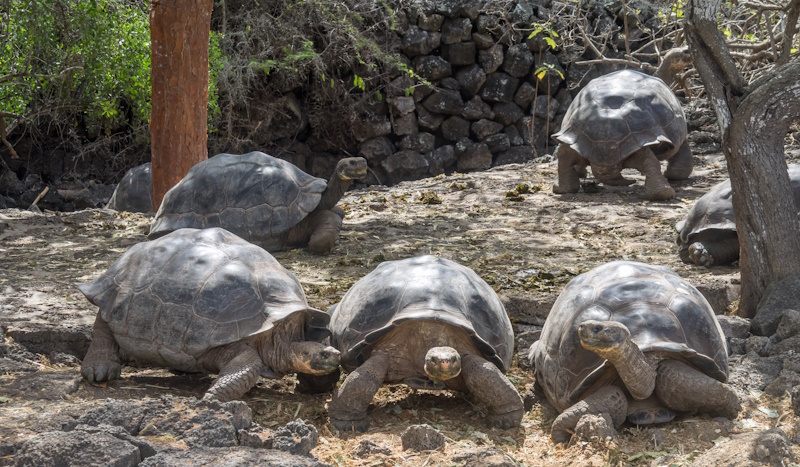 Galapagos eilanden schildpadden