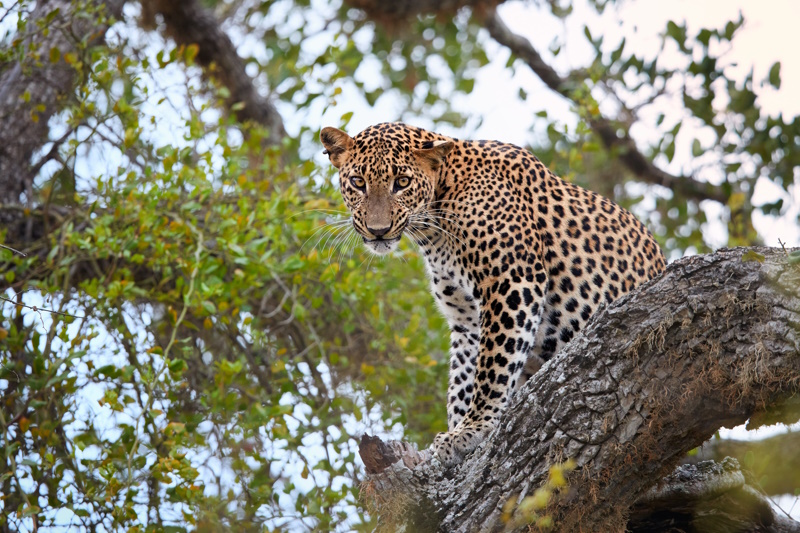 Yala National Park bij Galle