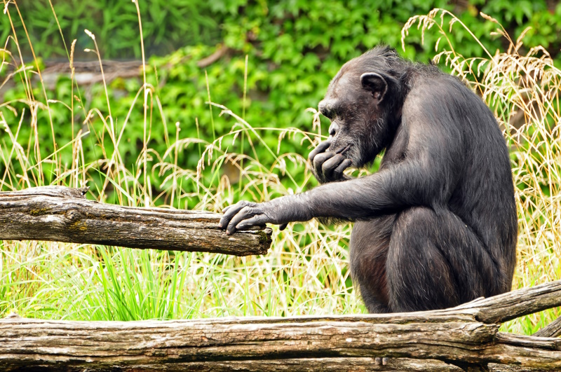 Ivoorkust chimpansee