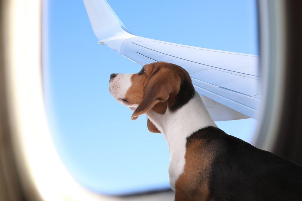 Luchtvaartmaatschappij honden