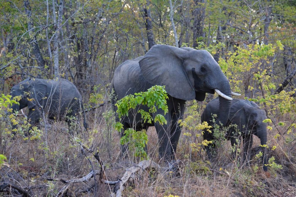 Malawi Nkhotakota Wildlife Reserve