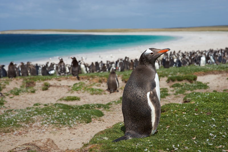 Plekken zonder toeristen Falklandeilanden