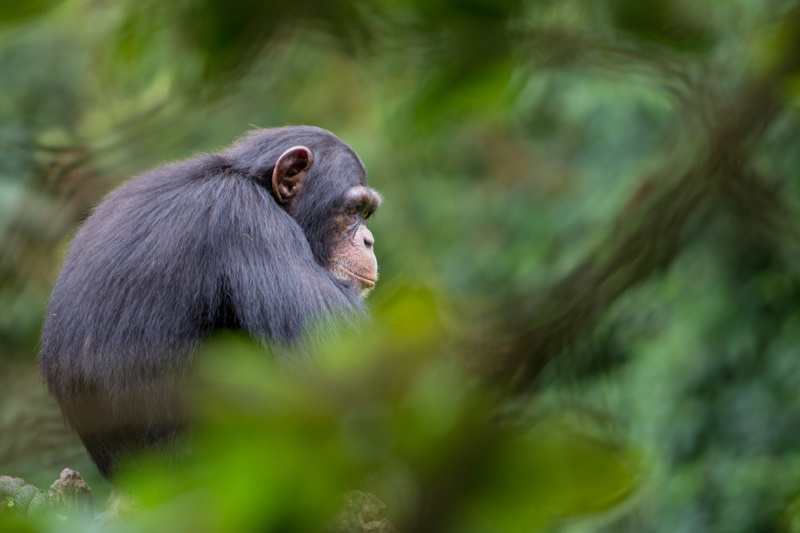 Chimpansee reservaat Sierra Leone