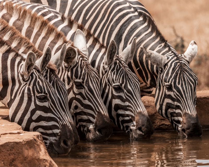 Afrika foto's Kidepo nationaal park