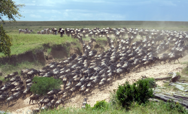 Afrika foto's Masai Mara National Park